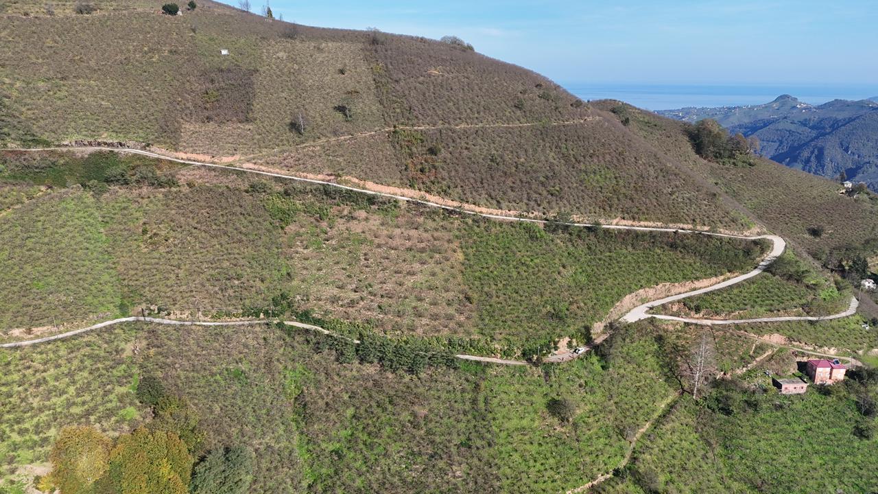 MABEL GAYRİMENKUL-ŞEYHMUSA KÖYÜ FIRSAT FINDIK BAHÇESİ